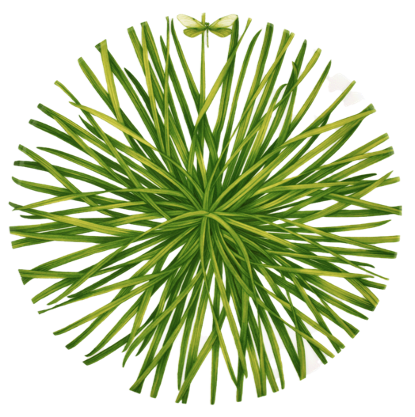 Life in Green - round platter